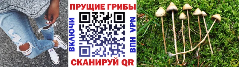 mega ССЫЛКА  Пестово  Псилоцибиновые грибы мухоморы  как найти закладки 